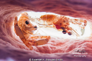 "Expectant Parents" - A pair of two claw shrimp, includin... by Susannah H. Snowden-Smith 
